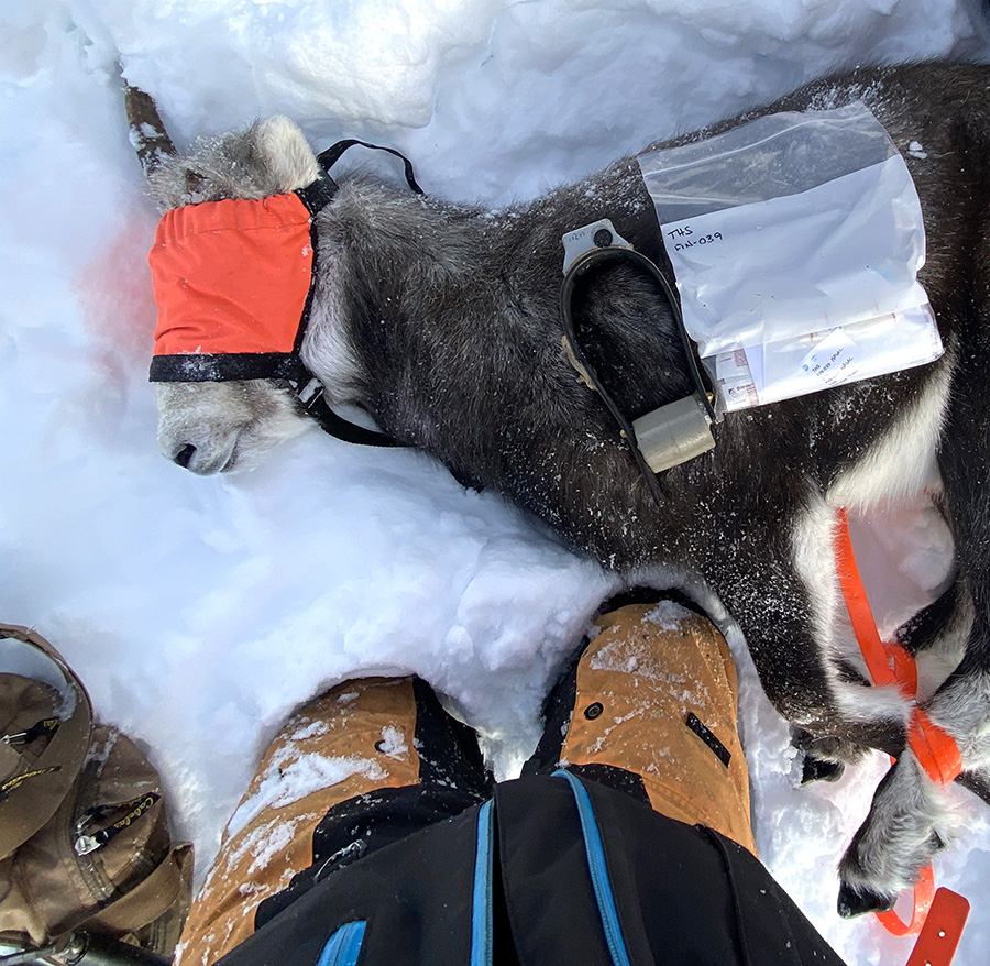 A new ewe getting her collar during the December 2024 capture event